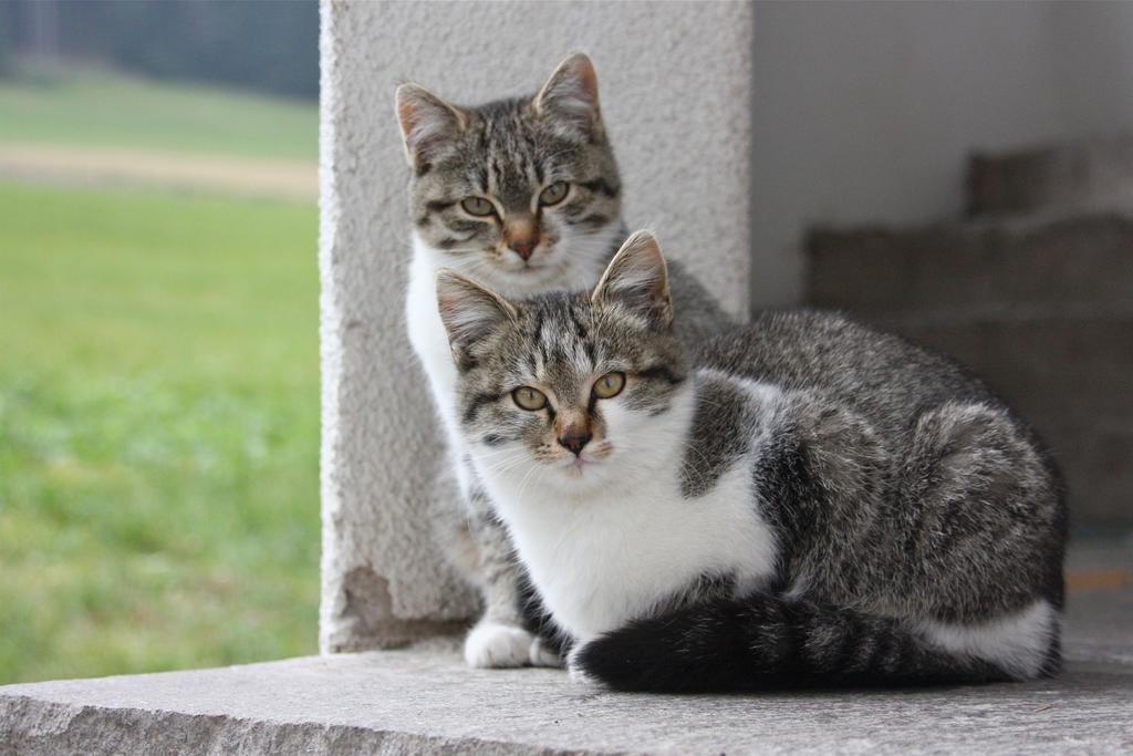 Spisserhof Chiusa Luaran gambar